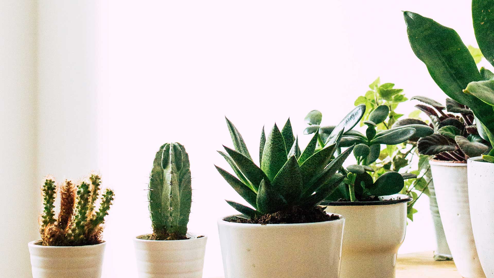image of many plants in pots